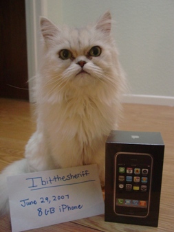 iphone cat iphone cat